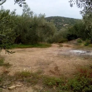Αγροτεμάχιο